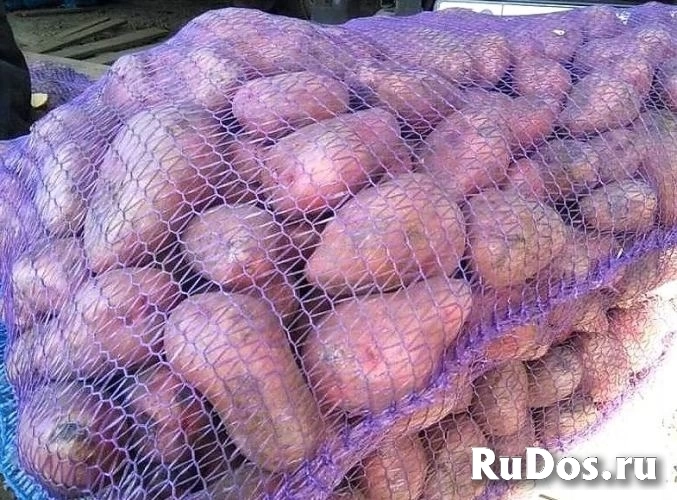 Овощи для борща оптом фотка