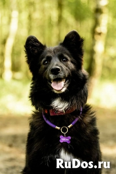 Красавица Рита в добрые руки. изображение 5