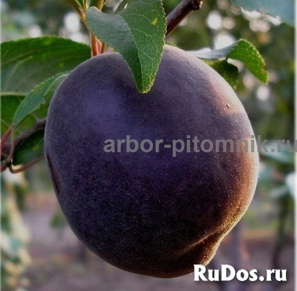 Плодовые деревья и плодовые крупномеры (большемеры) взрослые деревья изображение 6