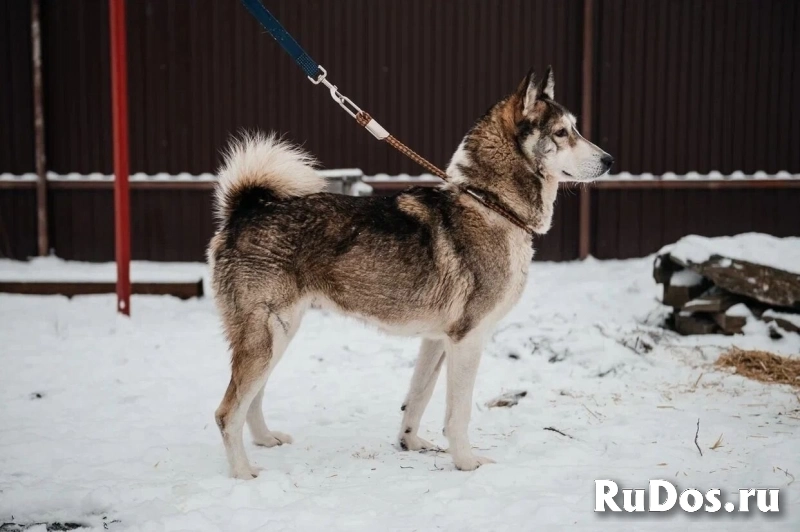 Лайка Саванна ждёт свою семью изображение 8