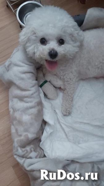 Бишон Фризе, щенки фотка