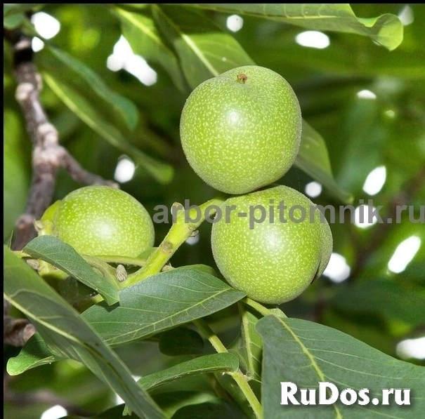 , купить растения изображение 12