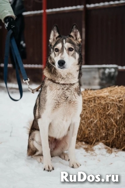 Лайка Саванна ждёт свою семью изображение 5