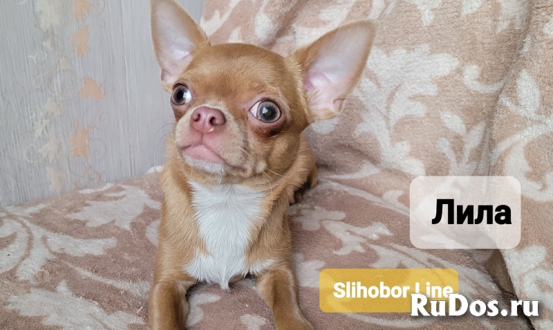Чихуахуа девочка фотка