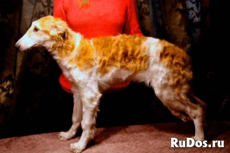 Элитный щенок русской борзой в ответственные руки, Москва изображение 4