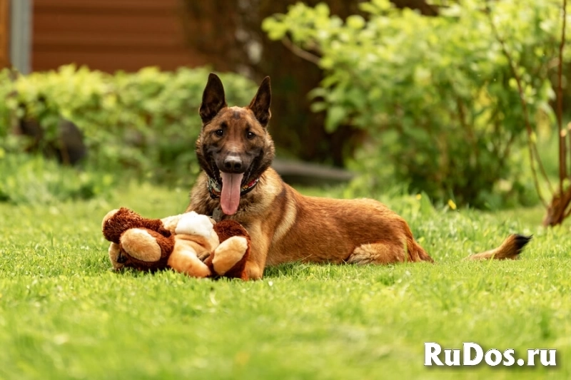 Красавчик Анзор ищет дом. фотка