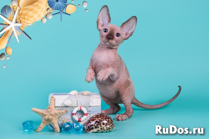 Канадский сфинкс, Эльф, бамбино - друг крокодила изображение 11