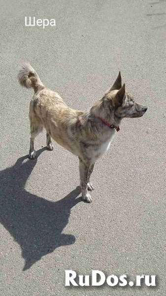 Собачка Шера ищет любящего хозяина фотка