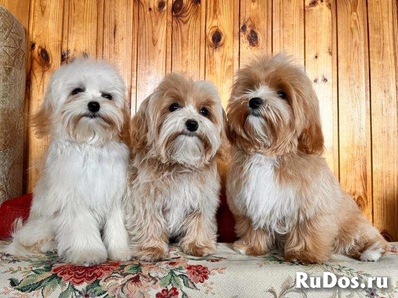 Щенки мальтипу f1 изображение 3