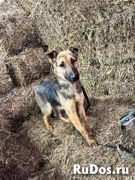 Ищут дом подросшие щенки. изображение 8