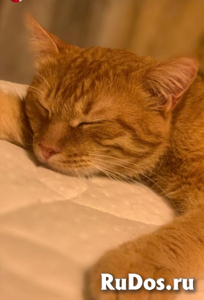 Котик Абрикос ищет дом и любящих родителей! изображение 4