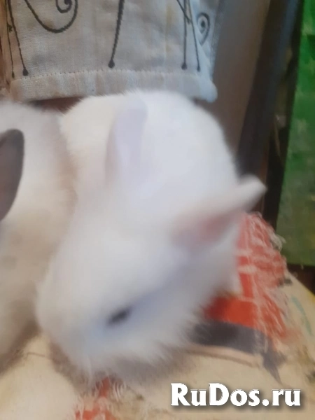 Кролики от Крёстной Золушки изображение 3