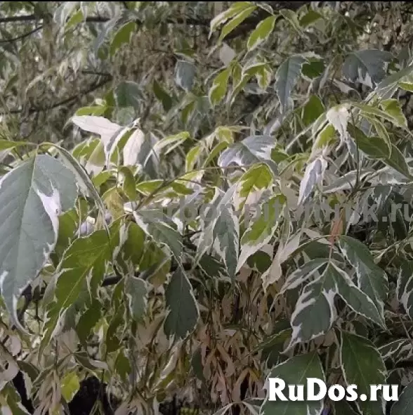 Крупномеры в Москве и Подмосковье с доставкой и посадкой изображение 6