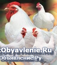 Кормовые ингредиенты для с/х животных и птиц, рыб фотка