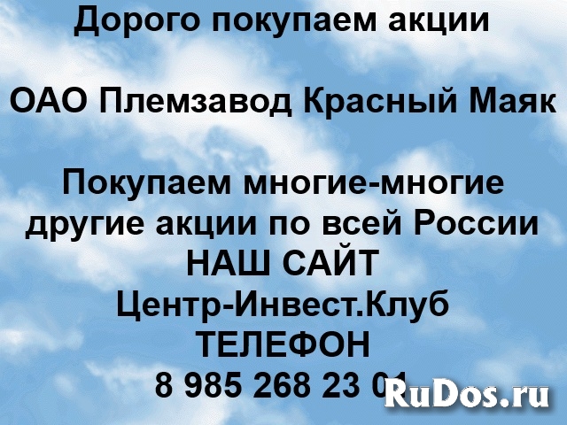 Покупаем акции ОАО Племзавод Красный Маяк и любые другие акции фото