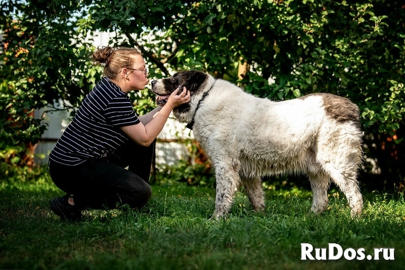 Алабай Ирхан в добрые руки изображение 6