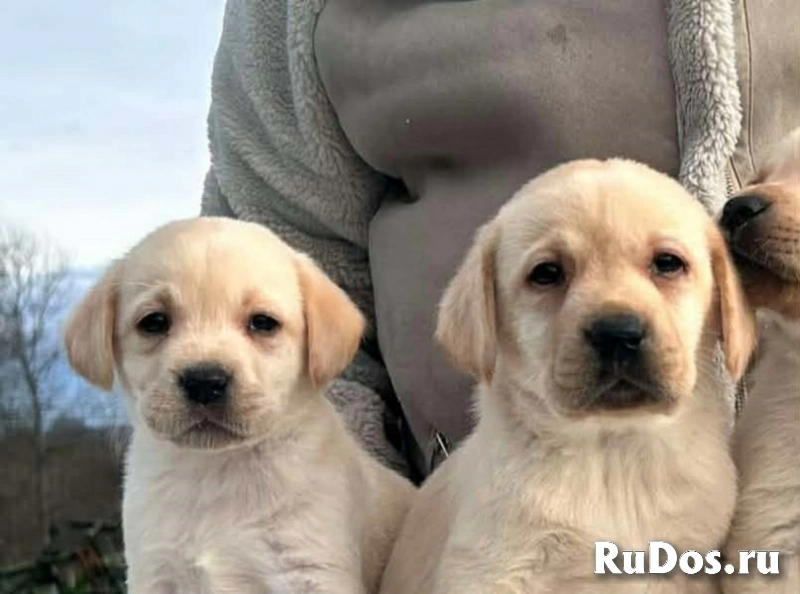 Лабрадор ретривер изображение 10