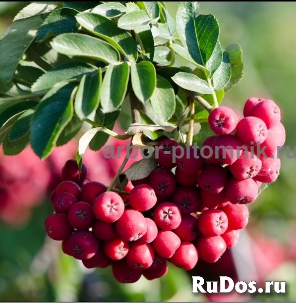 Саженцы и крупномеры рябины в Москве и Подмосковье с доставкой и изображение 9