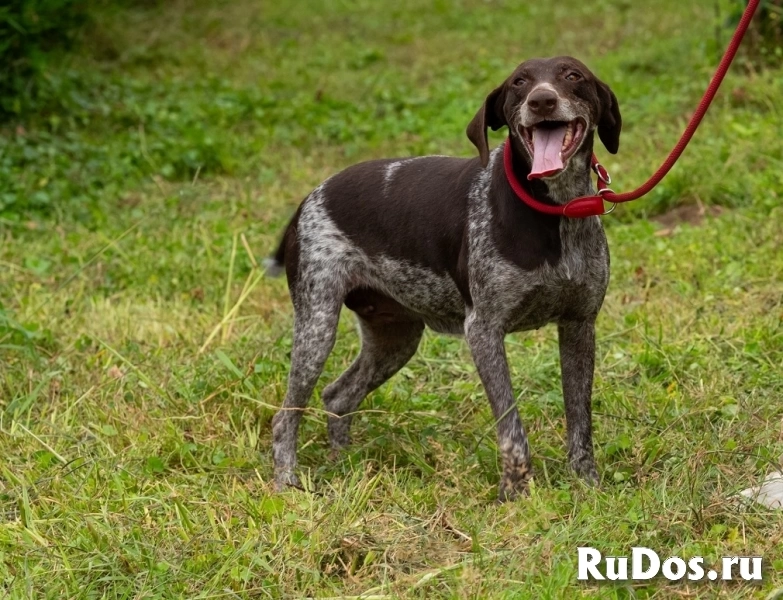 Курцхаар Лея ищет дом! фотка