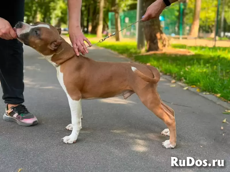 Красивый голубо-палевый кобель Амстаффтерьера изображение 5