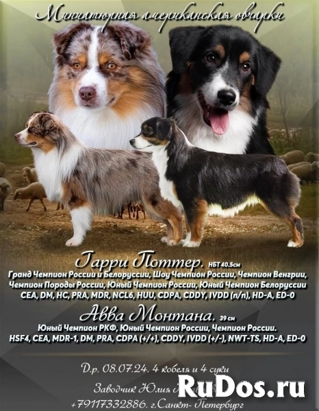 Щенки миниатюрной американской овчарки (мини аусси) фото