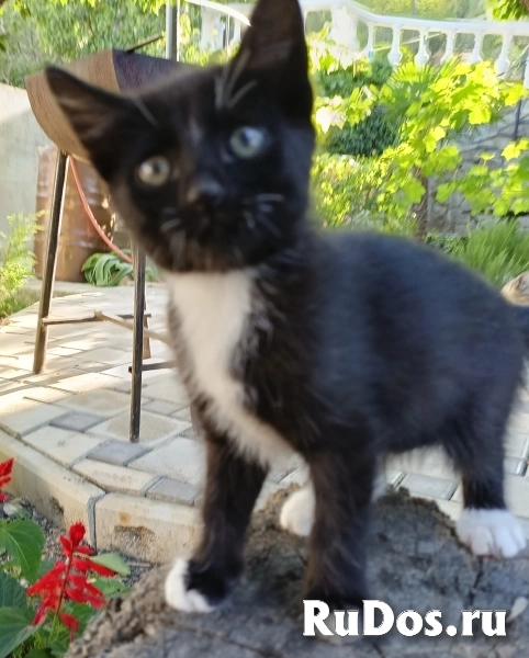 Отдам котят от матери крысоловки изображение 3