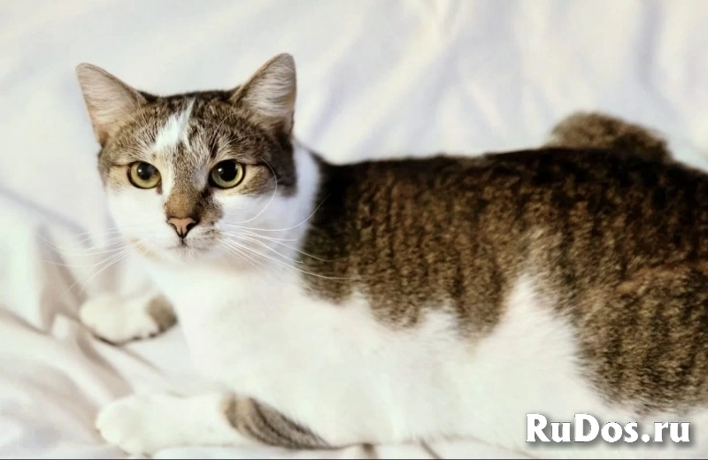 классный котэ ищет дом изображение 4