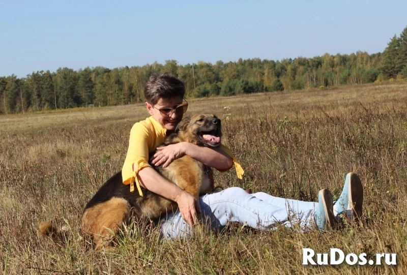 овчарка попала в приют изображение 3