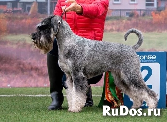 Щенки стандартного шнауцера изображение 6