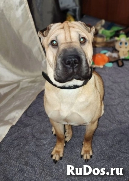 Ищет дом Ирис! фотка