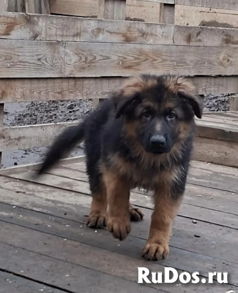 Щенки немецкой овчарки в иркутске изображение 7