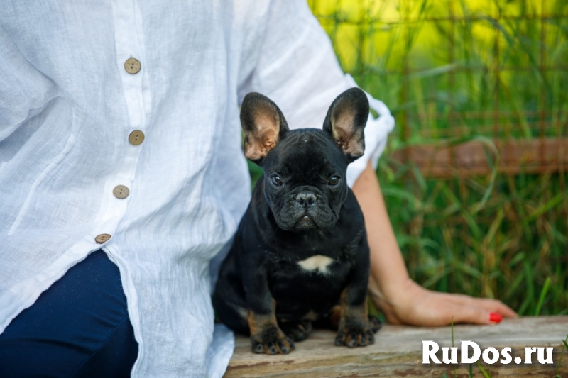 Французский бульдог (щенки) изображение 7
