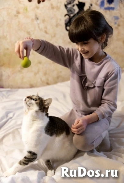 классный котэ ищет дом изображение 3