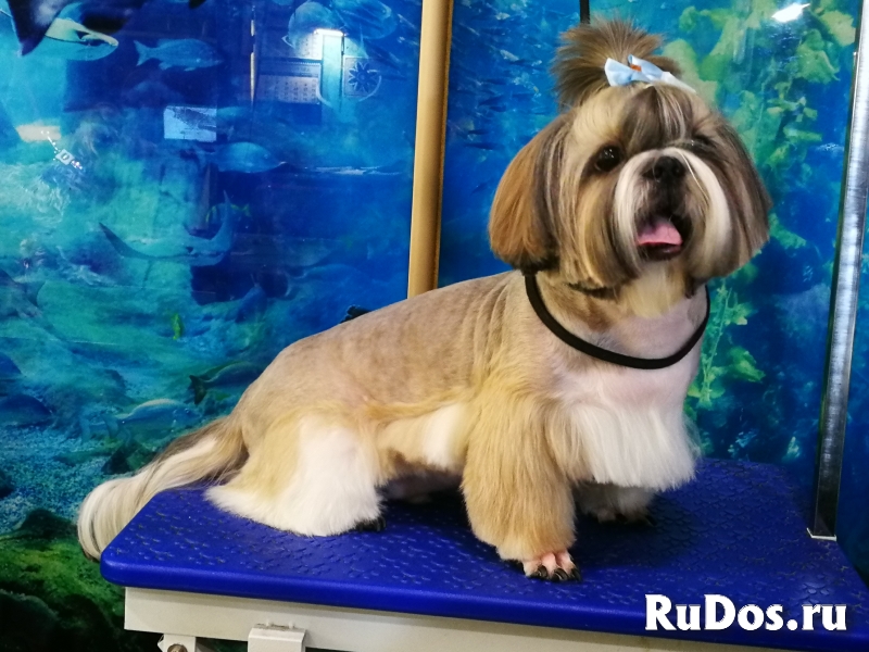 Стрижка собак, котов и кошек изображение 4