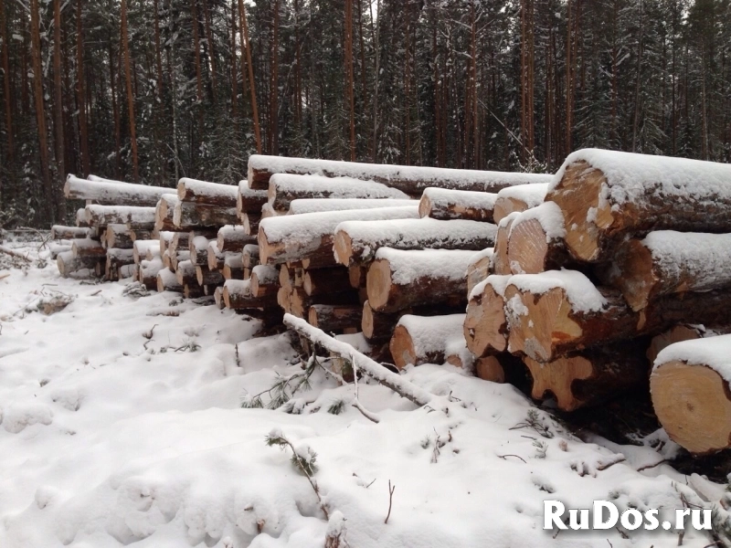 Продажа прав аренды лесничества изображение 5