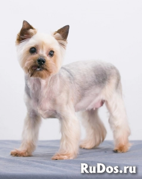 Очаровательная собачка Дели в добрые руки изображение 3