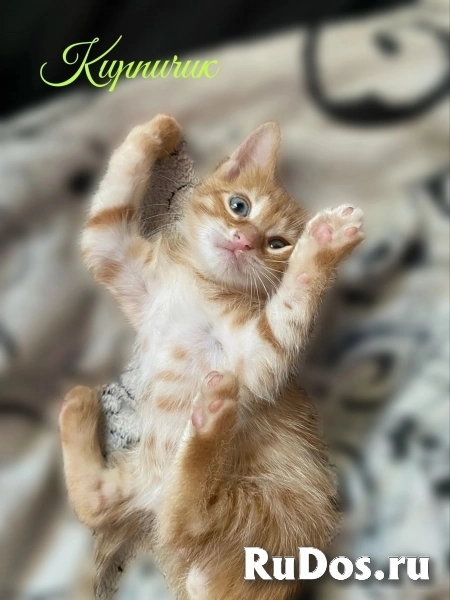 Воспитанные котята фотка