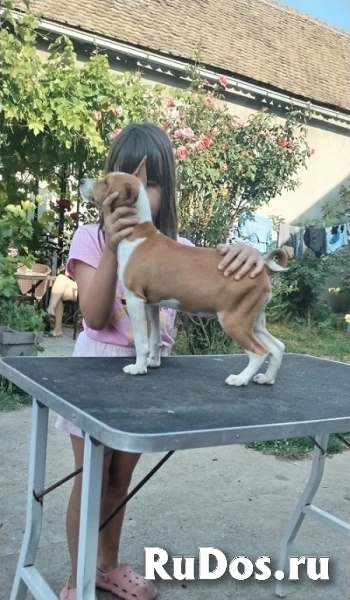 Щенки басенджи изображение 12