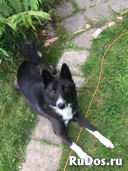 Молодой красавец Рекс в добрые руки изображение 5