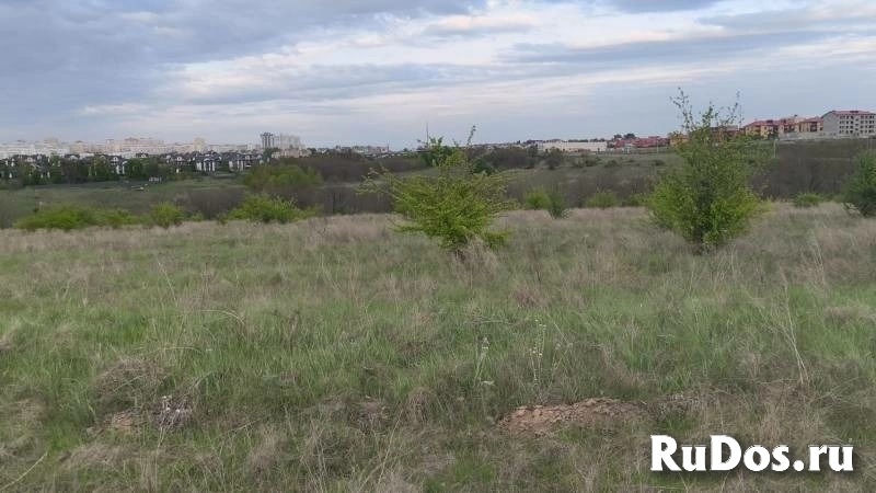 Дубовое изображение 7