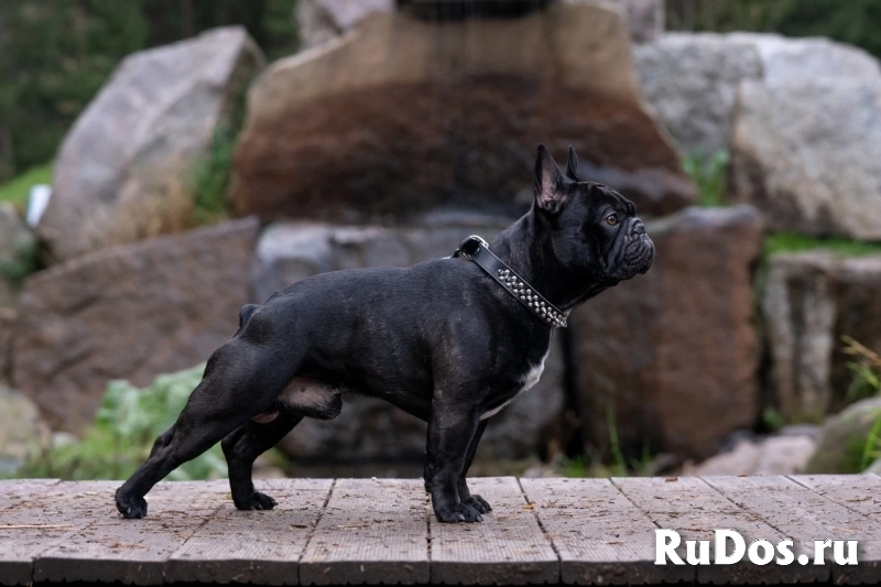 Французский бульдог очень дружелюбный и воспитанный парень готов для вязки! фото