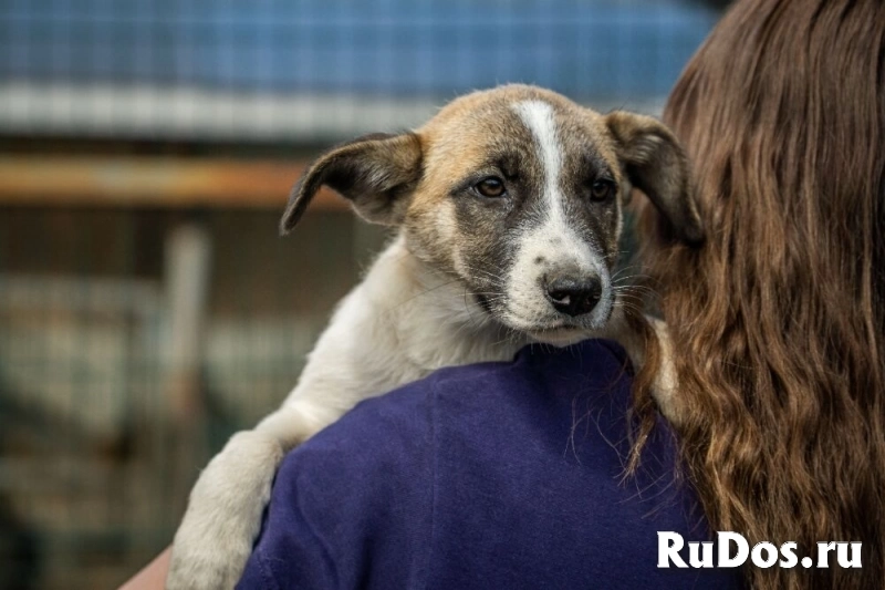 Долли – малышка с надеждой в глазах, в самые добрые руки! фотка