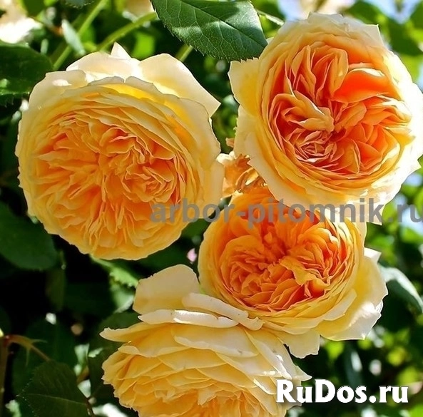 , купить растения изображение 10