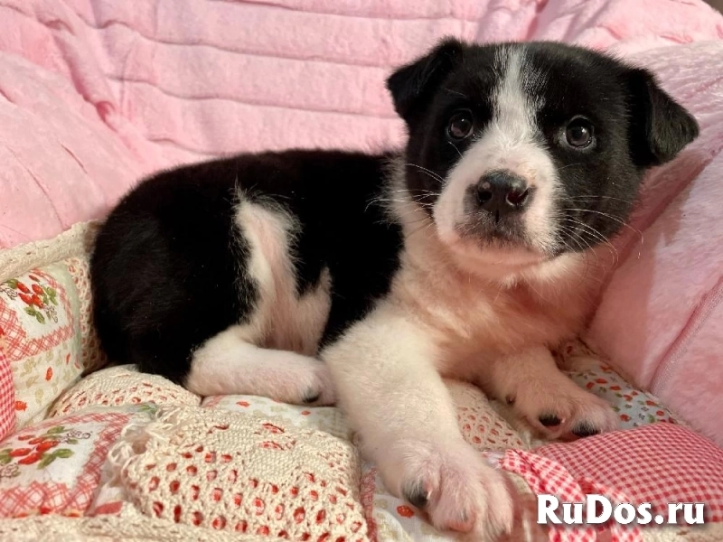 Милая малышка Мая в самые добрые руки! изображение 8