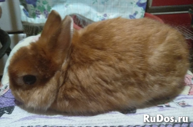 Кролики от Крёстной Золушки изображение 6