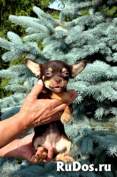 Красивые щенки Чихуахуа  суки и кобели изображение 3
