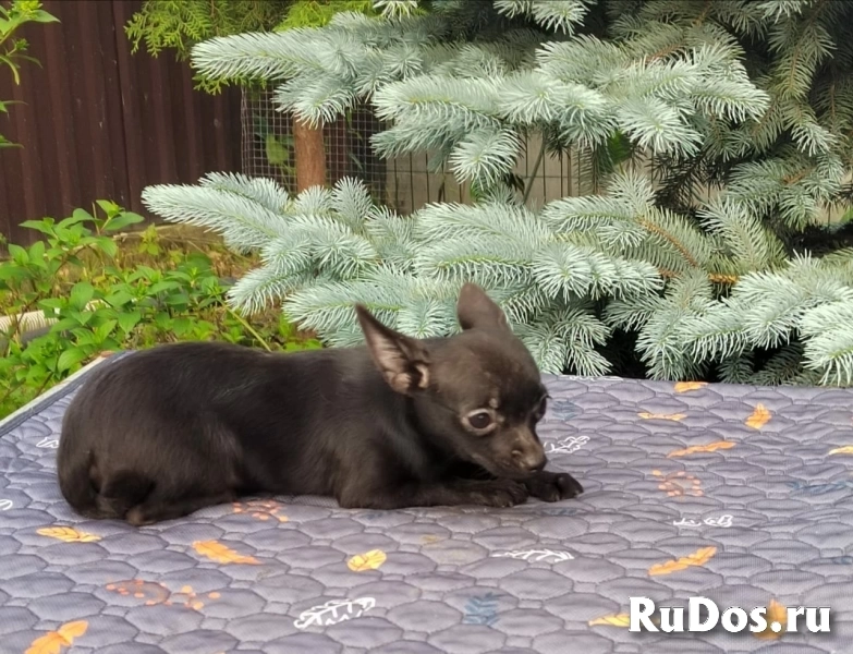 Милые девочки Чихуахуа 7 месяцев изображение 5