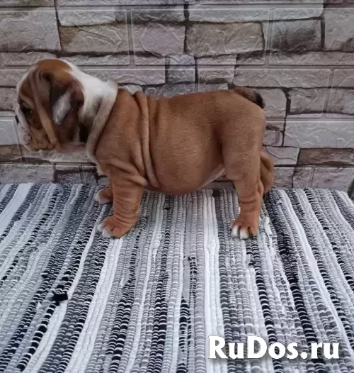Английский бульдог изображение 6