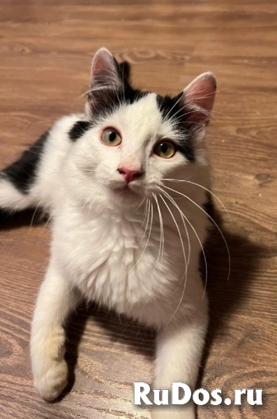 Качественные котята в добрые руки! изображение 8