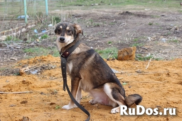 Дружелюбная Дэби ищет хозяина фото